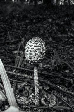 Ormanda mantar, siyah ve beyaz