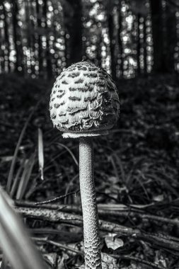 Çimlerin üzerinde bir mantar