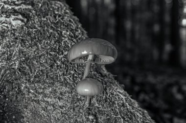 Sonbahar ormanındaki mantarlar