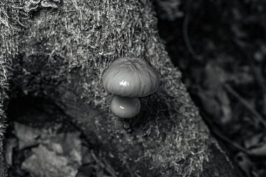 Genç bir mantarın siyah beyaz fotoğrafı