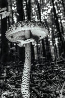 Siyah ve beyaz renkli bir ormanda beyaz mantar