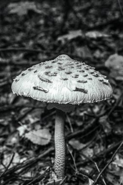 Ormanda siyah beyaz mantar