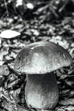 Ormanda siyah mantar, yakın plan -