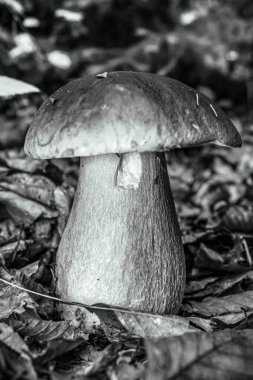 Ormanda siyah mantar