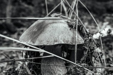 Sonbaharda mantar, siyah beyaz fotoğraf