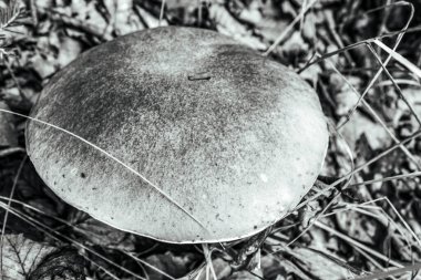 Ormanda yetişen mantarlar, bitki yaprakları.