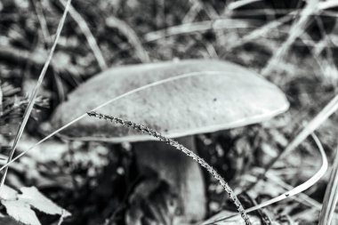 Ormanda bir mantarın yakın plan çekimi..