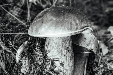 Ormanda siyah mantar