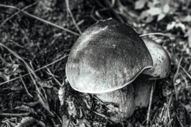 Ormandaki mantarlar. siyah ve beyaz arkaplan