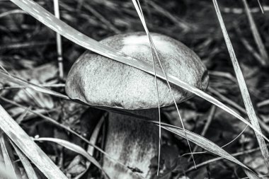 Çimenlerdeki mantarın seçici odak noktası.