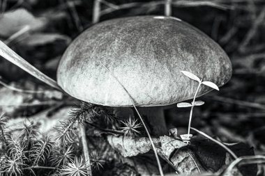 Ormandaki bir mantarın dikey yakın çekimi