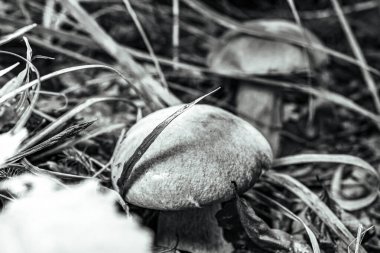 Çimlerin üzerinde büyüyen siyah ve beyaz mantarlar. Sonbahar arkaplanı, orman.