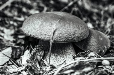 Ormanda siyah beyaz mantar