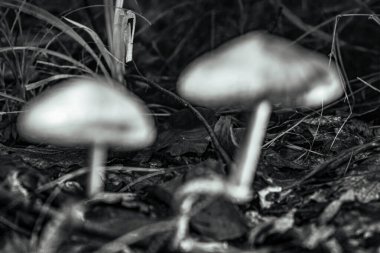 Ormanda siyah beyaz mantar