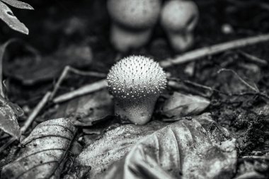 sonbahar ormanda mantar