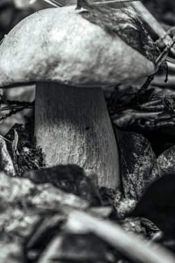 Orman arka planında mantarlar