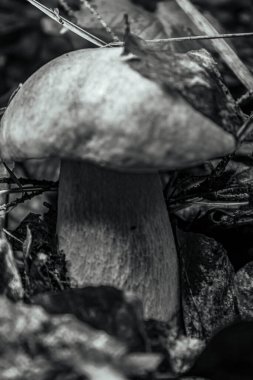 Ormanda mantar. Yakın çekim görüntüsü. makro.