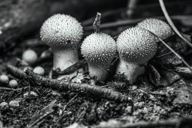 Ağaç ormanında bir grup mantar..