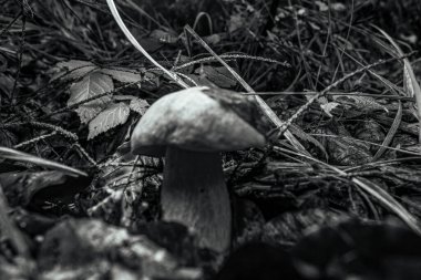 Ormandaki mantarlar. Ormandaki beyaz mantarlar. Ormandaki mantarlar