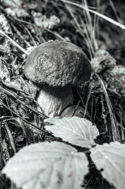 Ağaç gövdesindeki mantarların yakın plan fotoğrafı.
