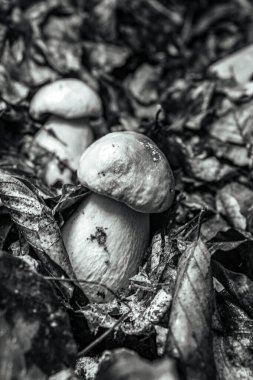 Ağaçtaki güzel beyaz ve siyah taşların yakın plan çekimi.