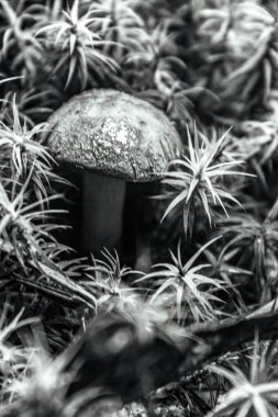 Ormandaki mantarı kapat.