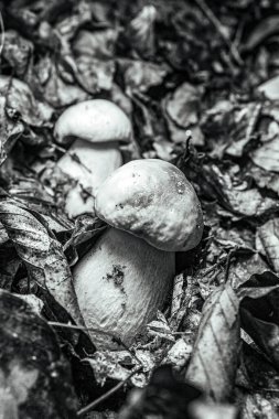 Ormanda mantar, bitki örtüsü