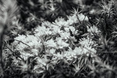 Bahçede beyaz çiçekler