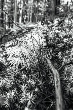 Ormanda çam iğneleri