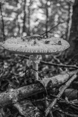 Beyaz mantar ormanında güzel bir mantar. Beyaz ve beyaz renkler. Ormanda mantar. Ormanda mantar mantarı. Ormanda mantar