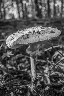 Ormanda büyüyen mantar