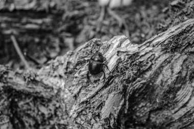 Bir kuşun siyah beyaz fotoğrafına yaklaş