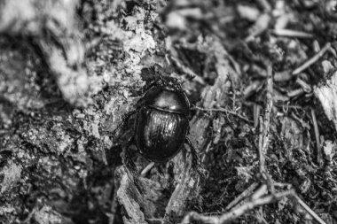 Ormanda bir dalda büyük bir böcek.