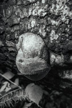 Ormanda eski bir taş