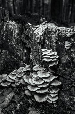 Ağaç gövdesinde bir grup mantar. siyah beyaz fotoğraf
