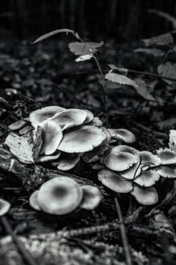 Güzel botanik fotoğrafı, doğal duvar kağıdı.