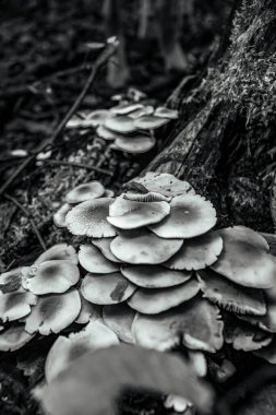 Ormanda büyüyen mantarlar