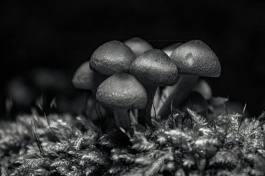 Ormanda mantar. siyah ve beyaz.