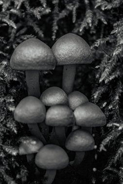 mantar ve siyah beyaz arkaplan