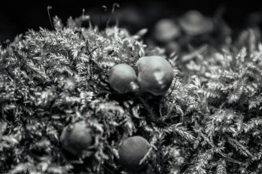 Bahçedeki küçük siyah beyaz yosunların yakın çekimi.