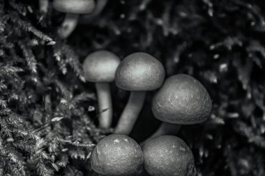 Siyah ve beyaz mantarlardan oluşan bir grup ormandaki siyah yosun üzerinde