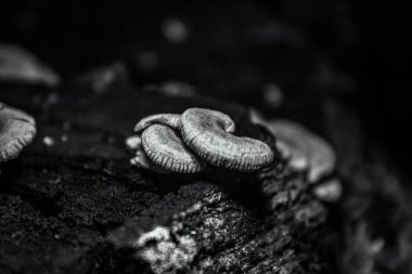Güzel bir deniz kabuğunun siyah beyaz fotoğrafı.