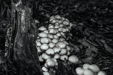 ağaç üzerinde büyüyen mantar