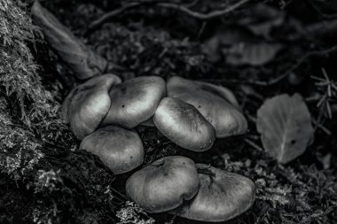 ağaç üzerinde büyüyen mantar