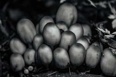 Bir demet mantarın siyah beyaz fotoğrafı