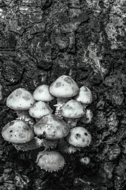 Ağaçtaki bir mantarın siyah beyaz resmi