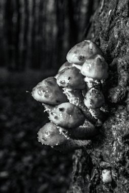 Yağmur altında ormanda büyüyen mantarlar.