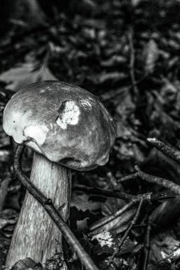 bir ağacın siyah beyaz fotoğrafı