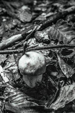 Bir mantarın siyah beyaz fotoğrafı