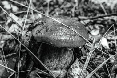 Mantarın siyah beyaz görüntüsü.